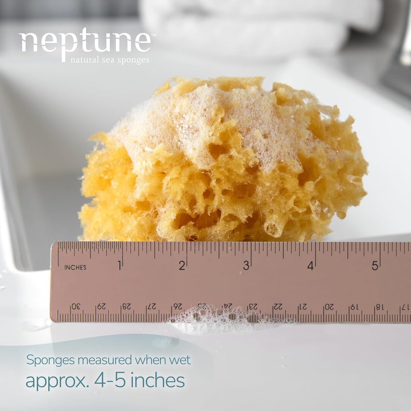 Neptune Caribbean Sea Sponge, Hand Cut, Small, Approx. 4-5 inches